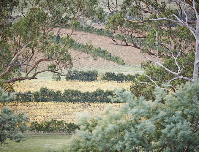 Vineyard surrounded by gum trees